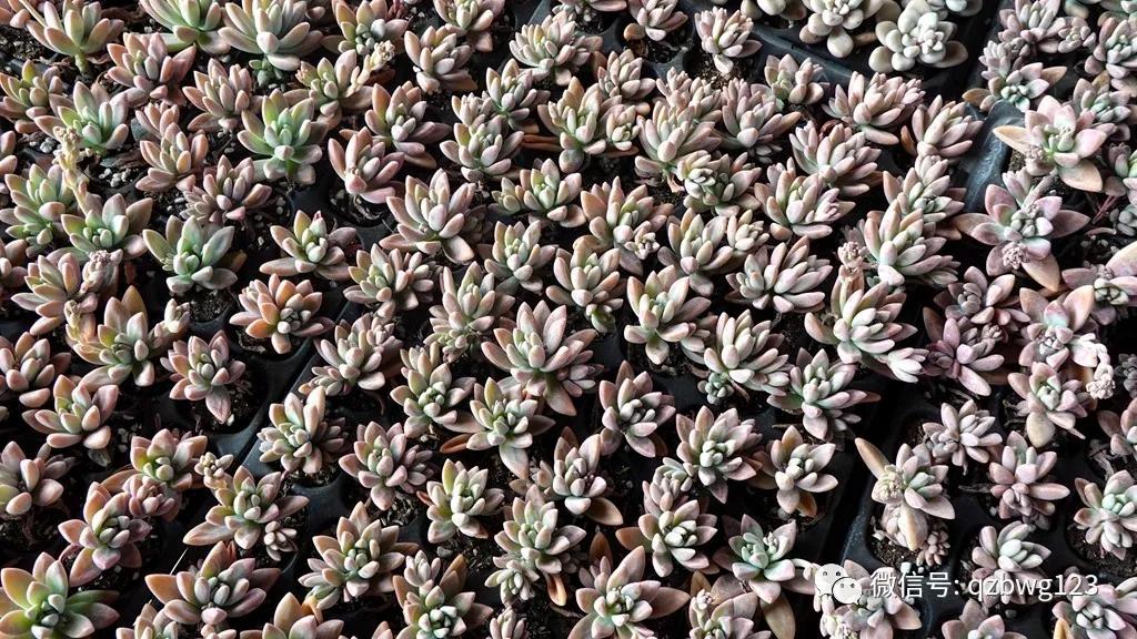 曲周县西木多肉科技,河北曲周多肉植物批发