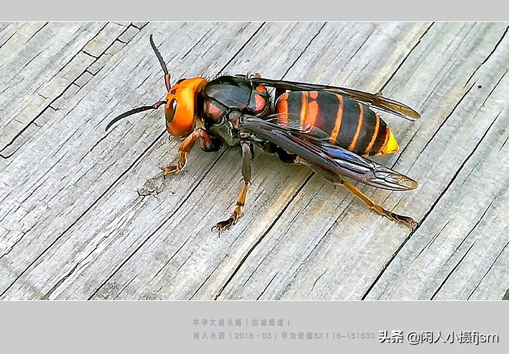 秋季如何防昆虫进屋,秋季防胡蜂知识