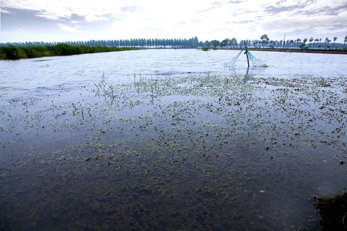 虾苗淡化技术,虾苗淡化操作教程视频