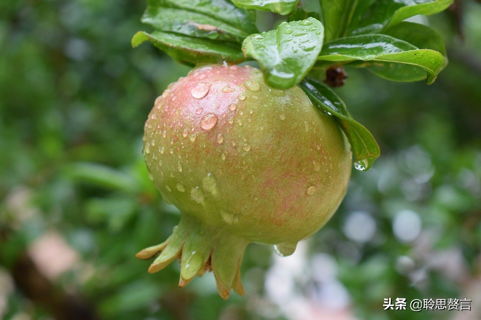 有关石榴的诗词,石榴树诗词