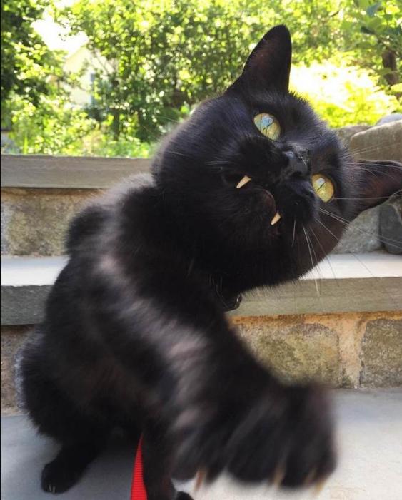 网友捡到一只独特的猫,网友捡到一只猫越长越大是什么猫