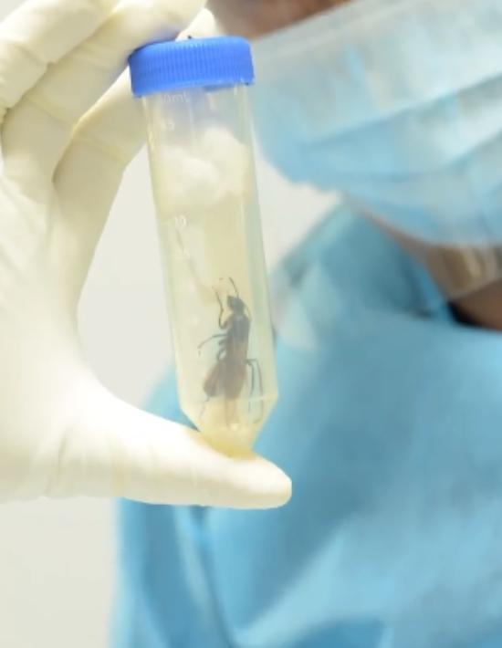 50只巨人恐蚁有多可怕,广州查获50只巨型蚂蚁