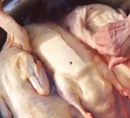 鸭毛拔不掉怎么办,把鸭毛拔得干干净净还能活吗