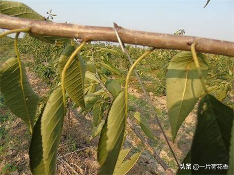 新栽桃树整形剪枝，不能忘记做好2件事，让桃树生长更加旺盛