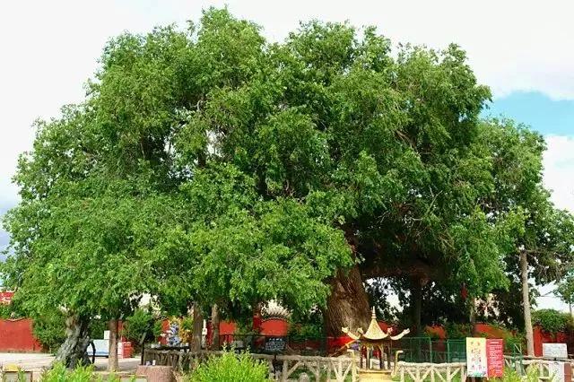 敖包相会的地方背面完整版,敖包相会的地方在通辽