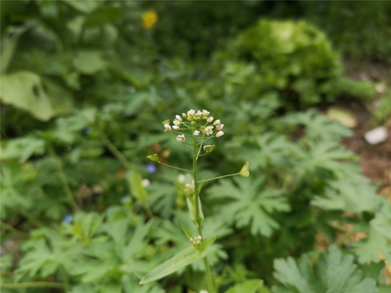 v20荣耀升级鸿蒙感受,荣耀v20升级鸿蒙2.0.0.165好不好