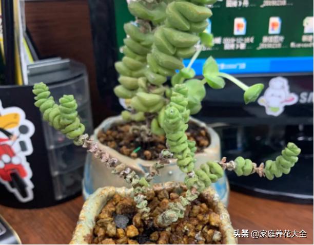 刚生根的钱串怎么养,养钱串子的正确方法