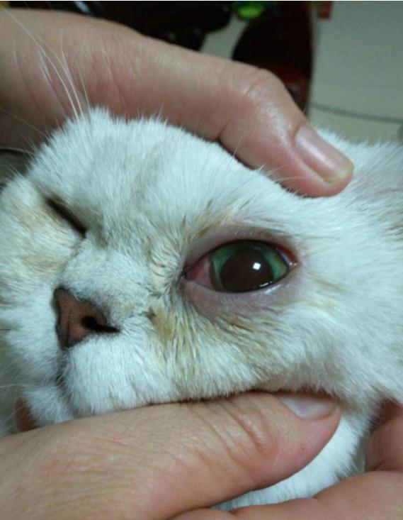 养猫须知常见的猫咪眼部疾病,猫咪可能患上的30种疾病