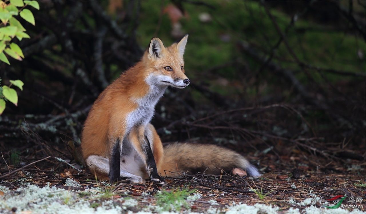 狐狸的种类繁多,你都知道哪几种?