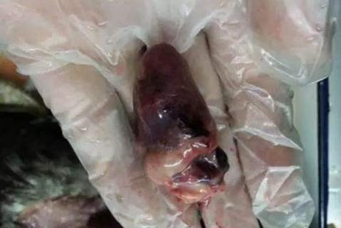 巴氏杆菌病症状和表现,巴氏杆菌病临床