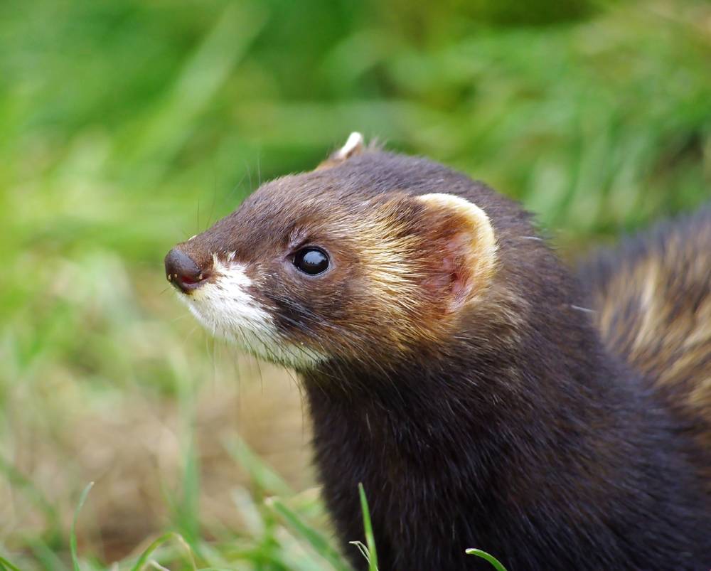 比生化武器还厉害的武器,比生化武器还可怕的武器