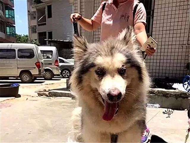 阿拉斯加被领养后又遭罪,面庞皮肤坏死,领养时四点条件不能少!