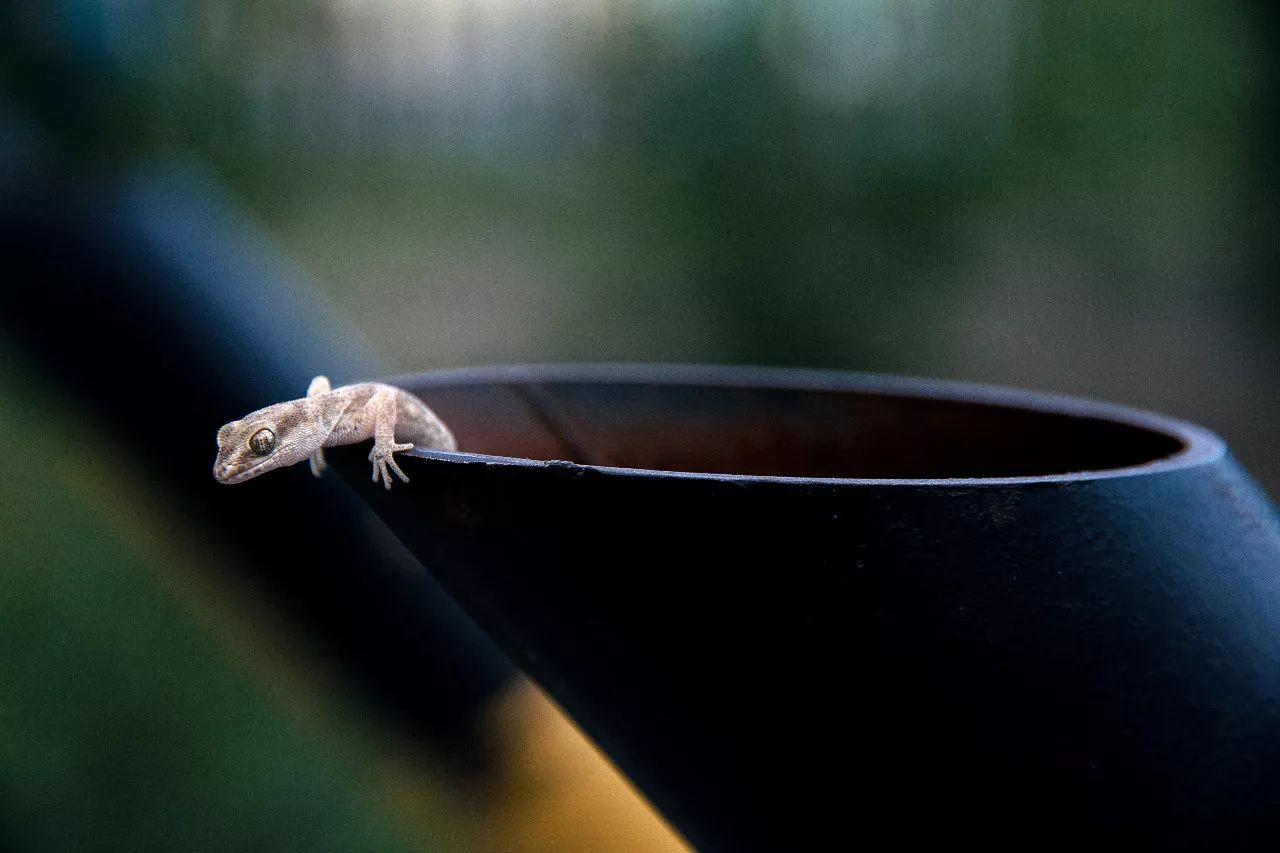 特别的萌给特别的你