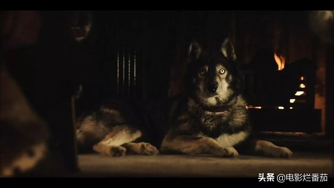 二哈多哥极限逃跑,多哥为什么跟其他哈士奇不一样