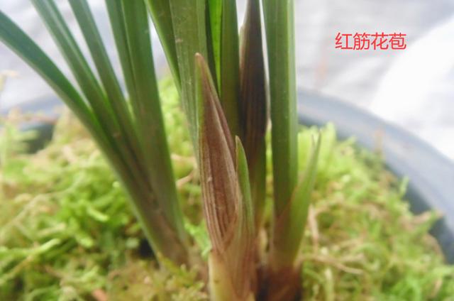 名贵兰花与普通兰花的区别是什么,最名贵的10种兰花图片欣赏及价格