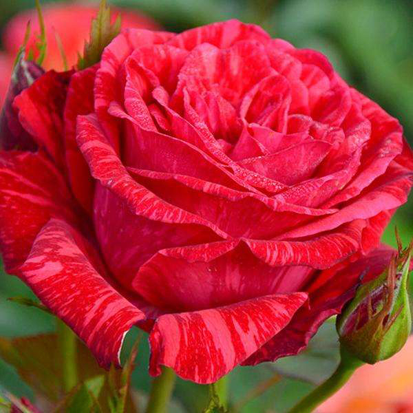 玫瑰老桩怎么养才花繁叶茂,老桩玫瑰长芽后怎么养