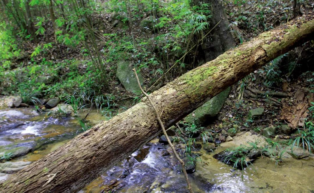 封开县黑石顶原始森林保护区,广东封开黑石顶北回归线上的绿洲