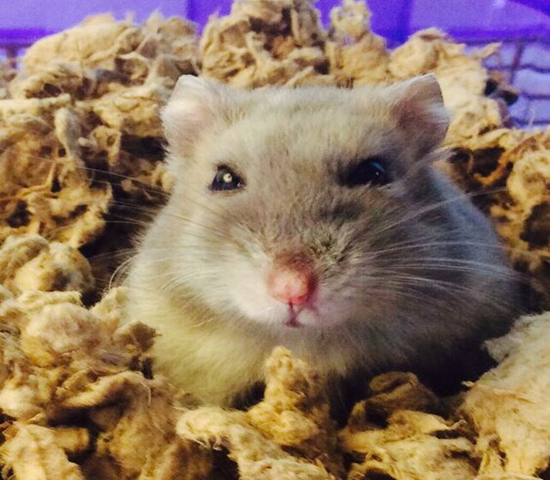 紫仓挑食,紫仓为什么只吃蔬菜