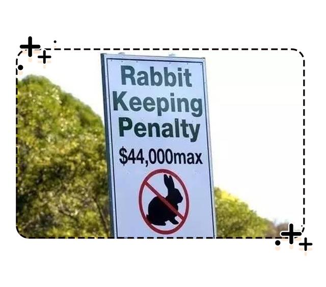 四川人此生最大的疑惑，兔子为啥能把澳大利亚人逼疯（菲李漫画）