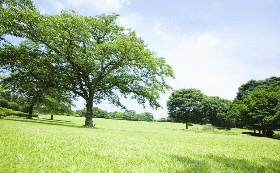 园林树木植物的名称,植物百科介绍视频