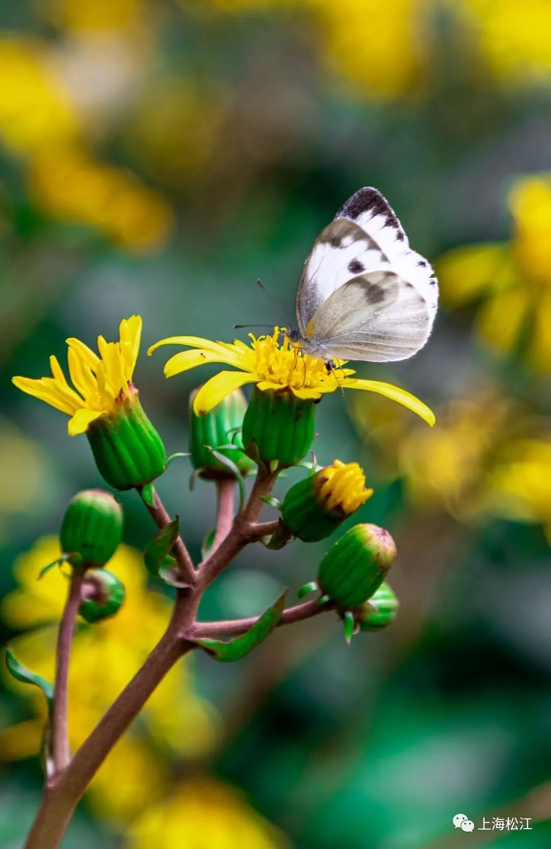 上海最美秋景,上海哪些公园可以拍秋景