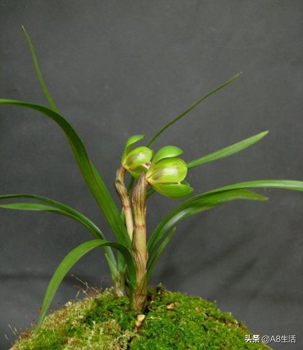 每日一品中国兰花春兰,每日一品完整视频