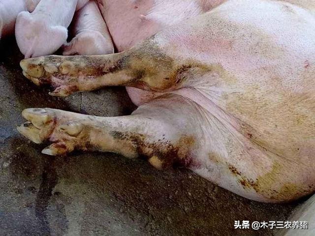 母猪怀孕2个月瘫痪四肢站不起来,母猪产后瘫痪可以采取的措施是