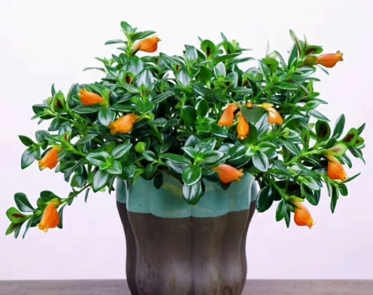 吊兰养护方法及注意事项,养吊兰注意这几点让其蹭蹭长爆盆