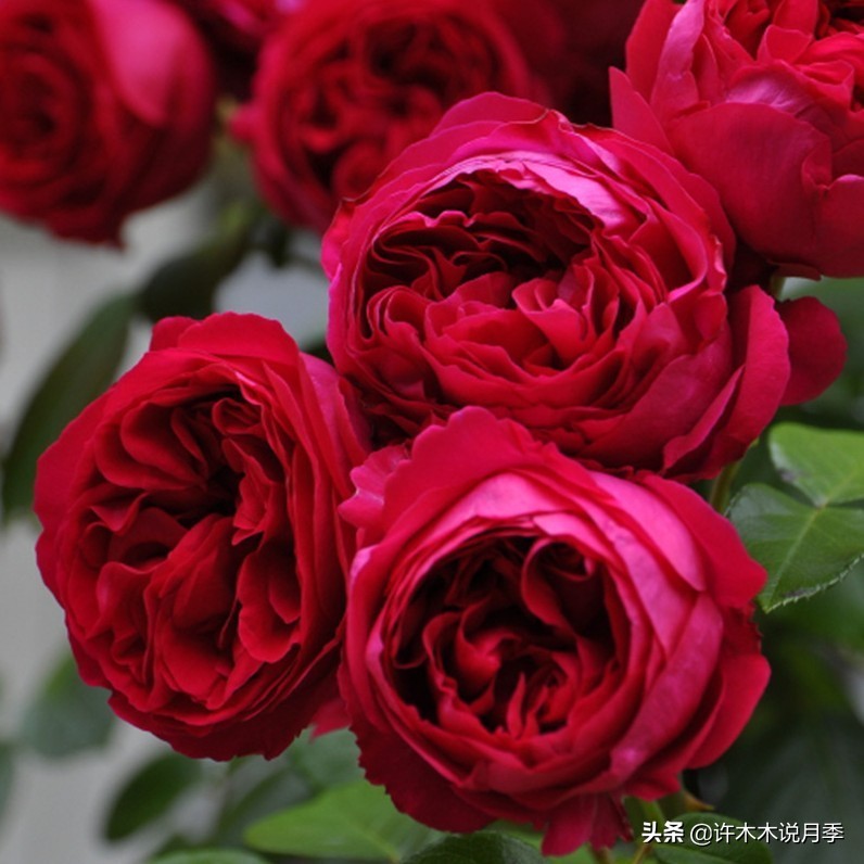 前一段时间买的月季不开花怎么办,月季不开花怎么区分开花颜色