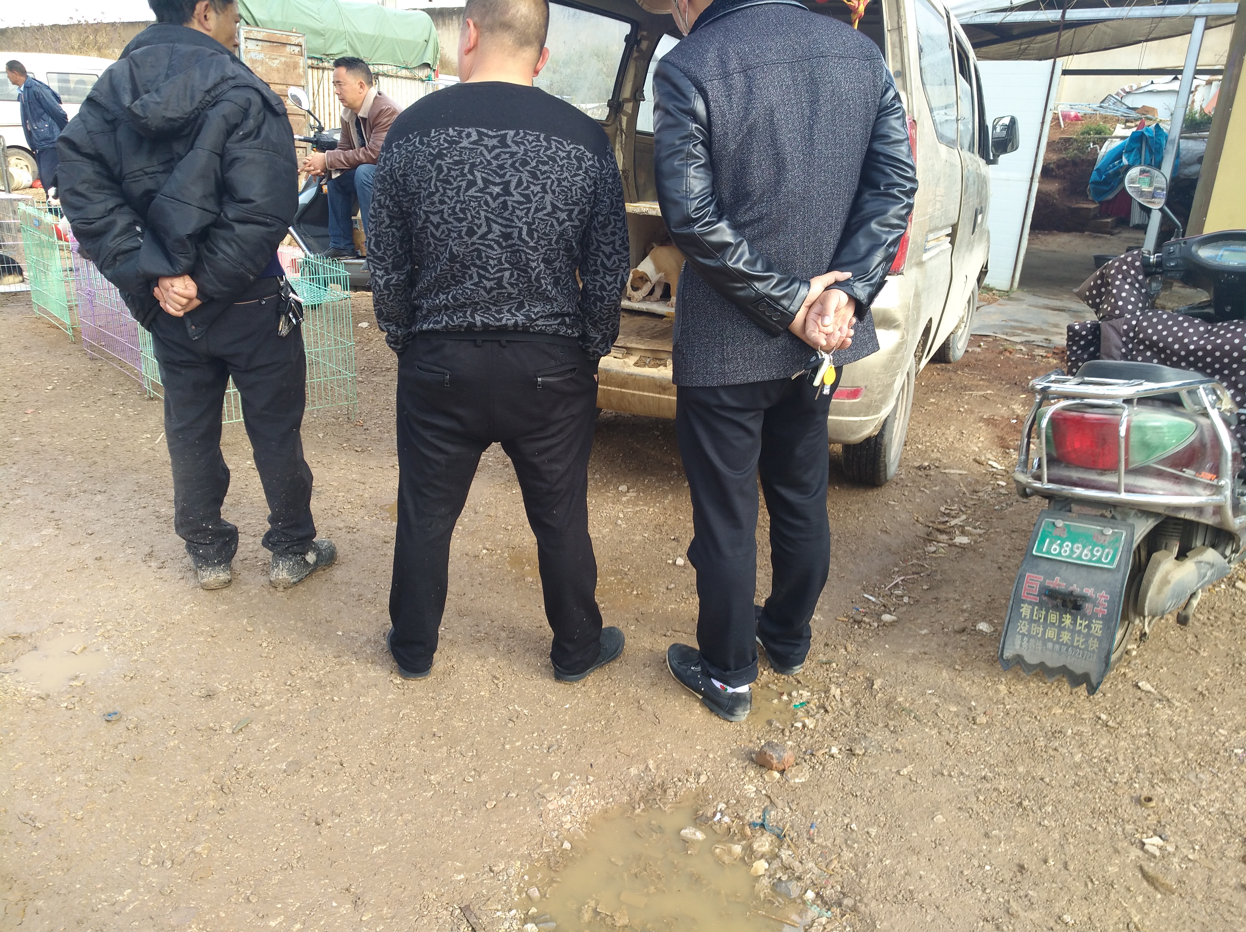 狗市卖杜高幼犬,狗市卖杜高犬的视频