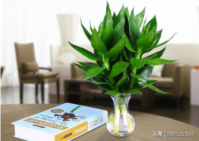 观音竹水培该怎么养,水培观音竹怎么养比较好