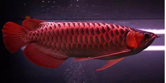 路亚鱼种类大全,长江鱼种类大全图片