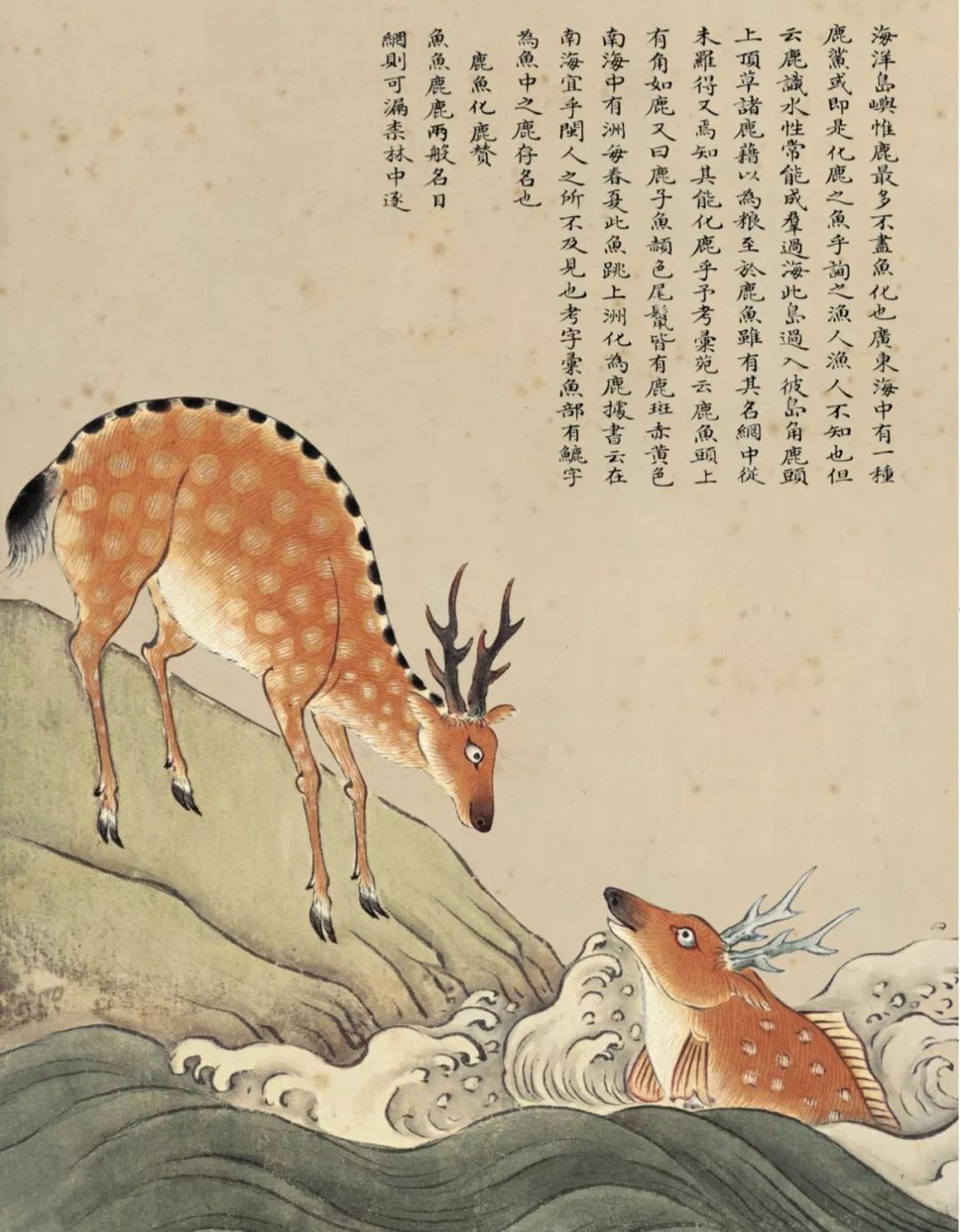 奇丑的人鱼图片,人鱼到底长什么样子