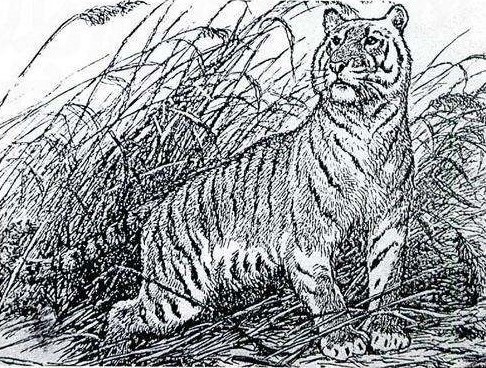 百兽之王老虎科普完整,百兽之王的自述