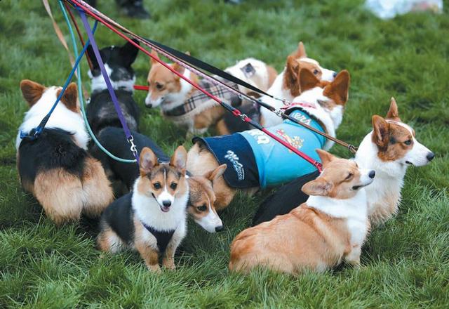 养柯基犬需要注意哪些事项,饲养柯基犬的正确方法你知道吗