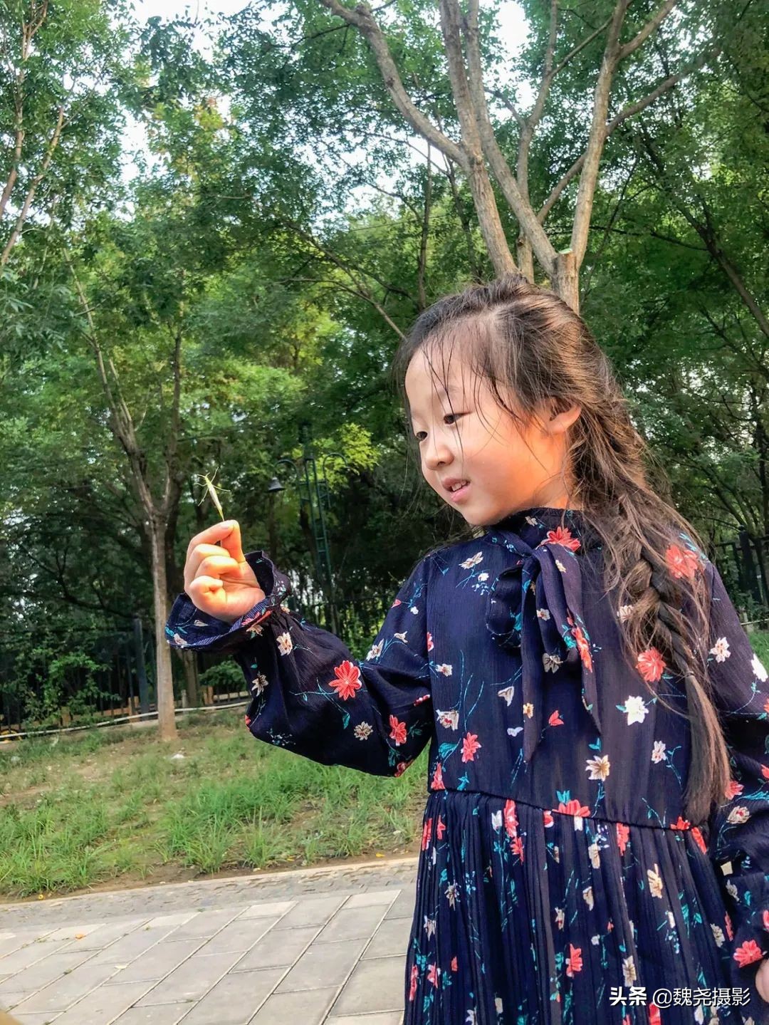 北京北坞公园里的京西稻又熟了，曾经只有皇上才能吃上这儿的大米