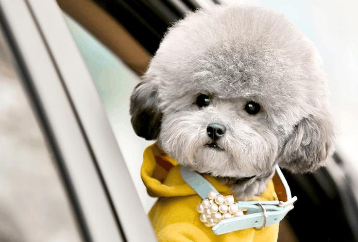 泰迪犯错该怎么惩罚她,泰迪犯错了怎么才能让它长教训