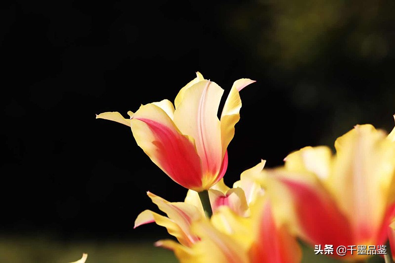 静物摄影作品欣赏郁金香,郁金香的摄影作品欣赏