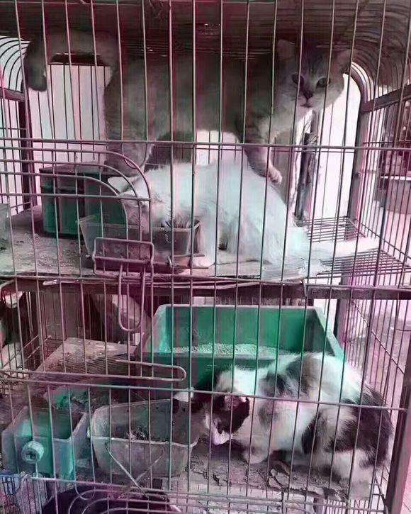 后院猫是什么,后院布偶猫什么意思