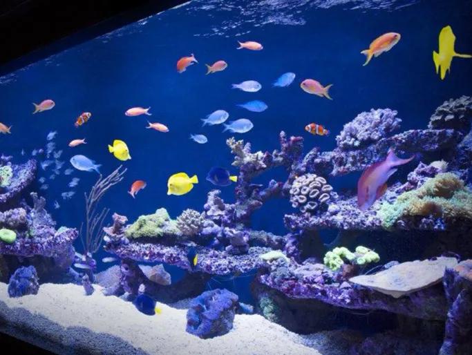 鱼缸水浑浊腥臭发黄怎么办,鱼缸水特别浑浊看不到鱼了怎么办