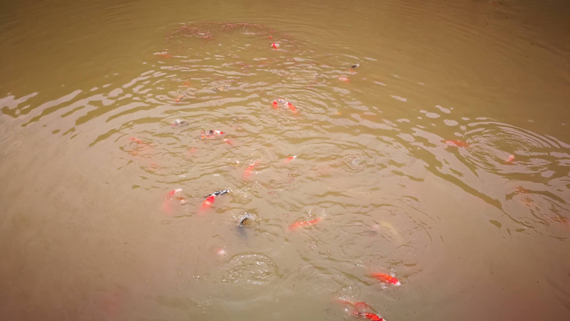 锦鲤池暴雨后变浑怎么办,锦鲤池突然降温怎么处理