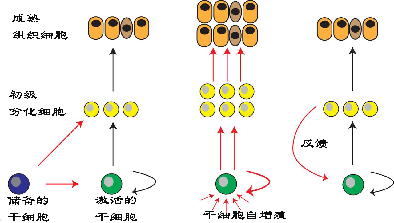 揭秘伤口如何愈合的,伤口是如何愈合的告诉小朋友