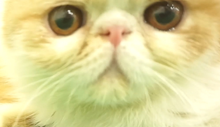 猫咪生病去哪里看,猫咪生病时看什么视频