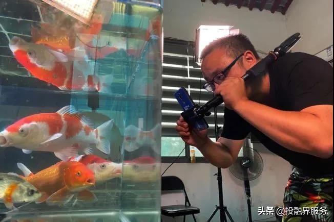 一条鱼卖了296万人民币,一条鱼卖出347万元的价格值不值