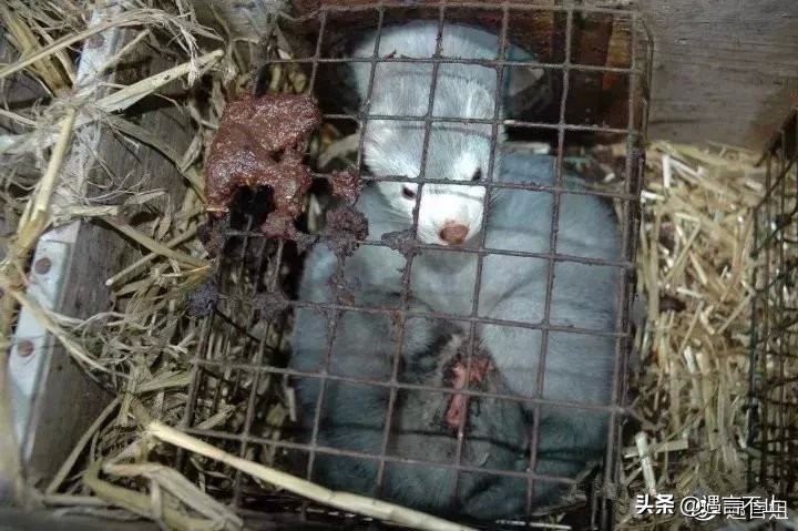 英国女王正式宣布拒绝皮草，愿世间没有血淋淋的时尚