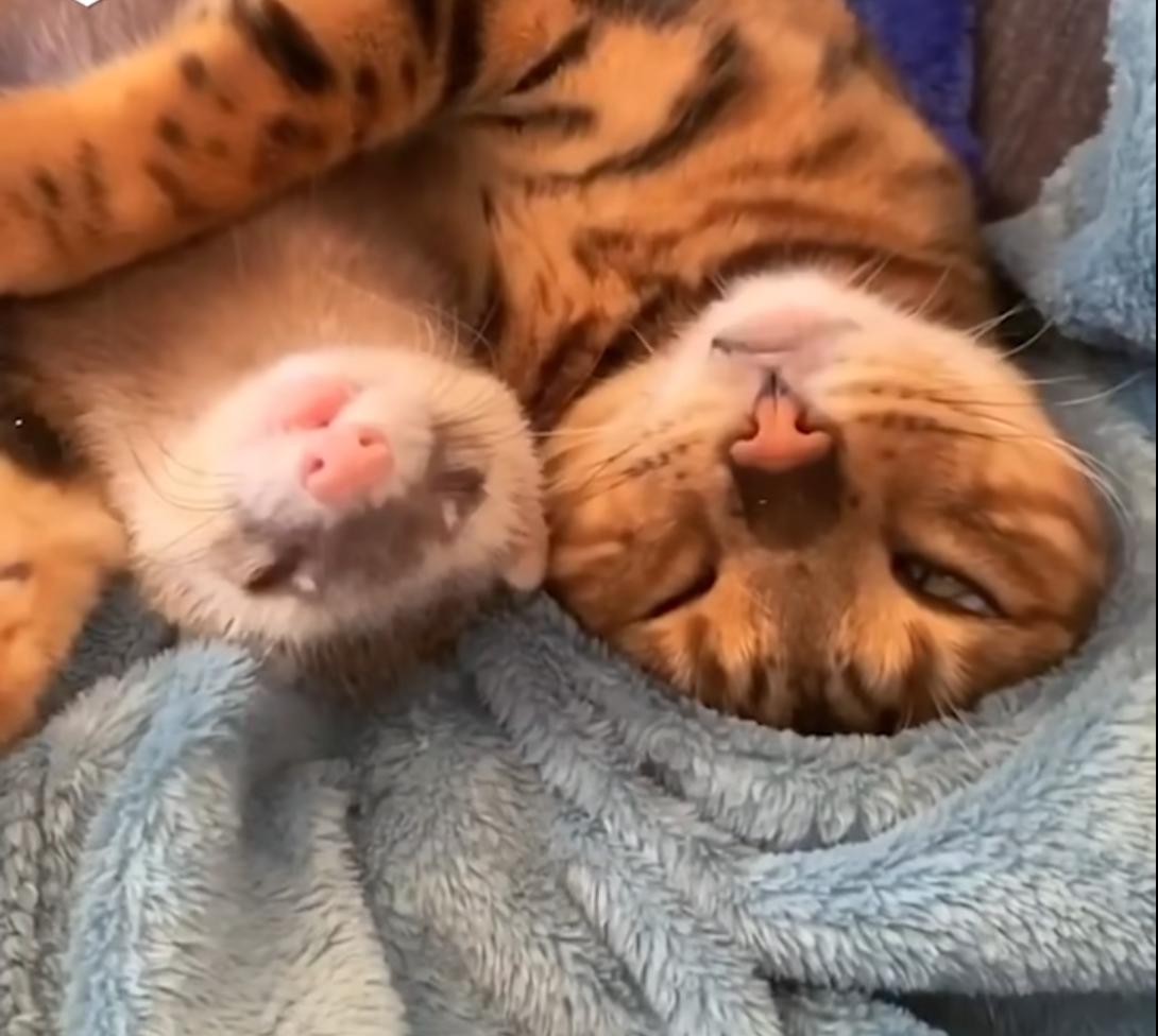 黄鼠狼黄大仙的视频,黄鼠狼捕捉黄大仙