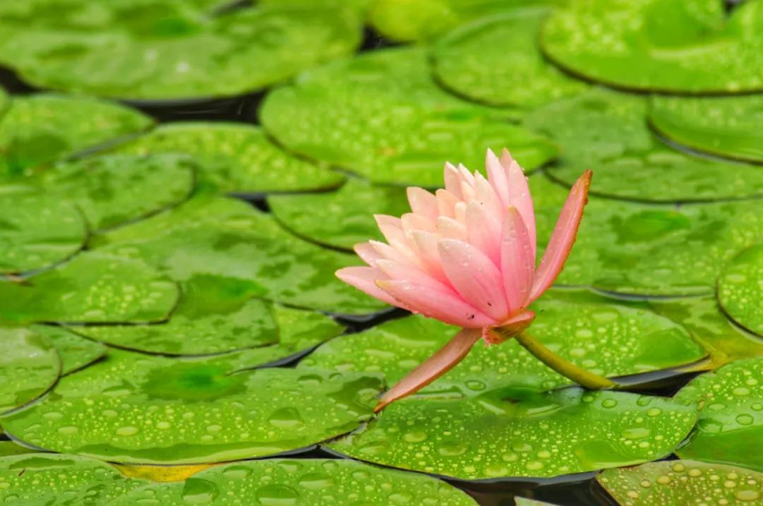 十首著名的荷花诗莲花别样红,最有韵味的荷花十首诗词