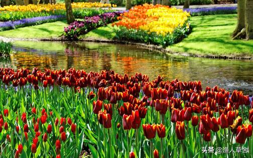 荷兰郁金香当年有多疯狂,重温荷兰在世界杯的辉煌