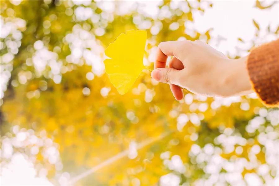 最美校园免费观看,最美校园银杏