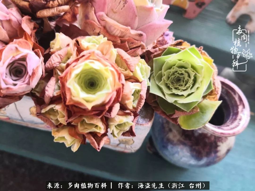 独具魅力的黄玫瑰,黄玫瑰这么美的风景惊艳到你了吗